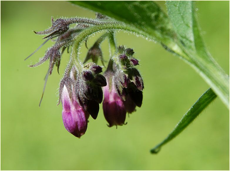 Beinwell (Symphytum officinale)