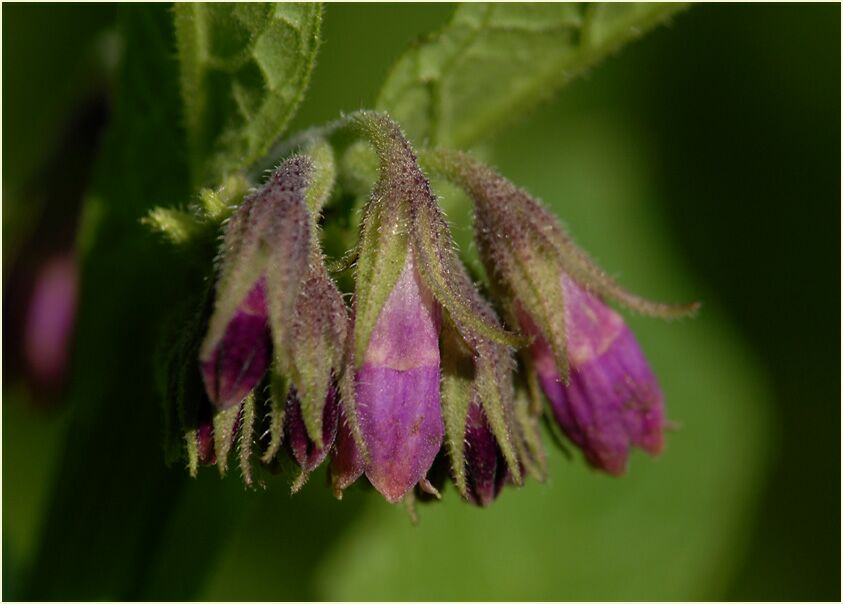 Beinwell (Symphytum officinale)