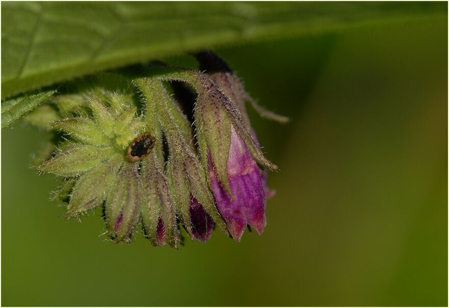 Beinwell (Symphytum officinale)