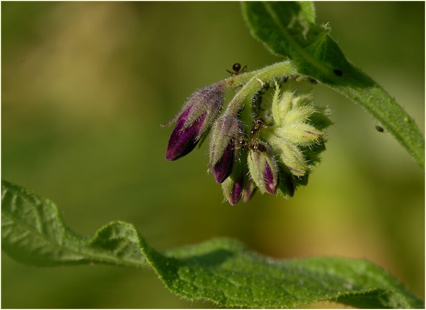 Beinwell (Symphytum officinale)