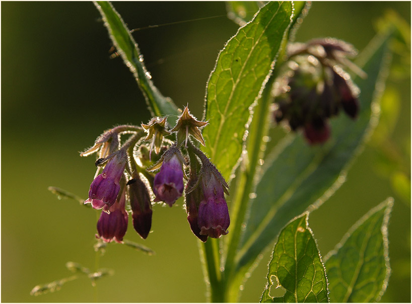 Beinwell (Symphytum officinale)