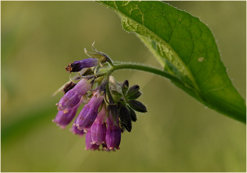 Beinwell (Symphytum officinale)