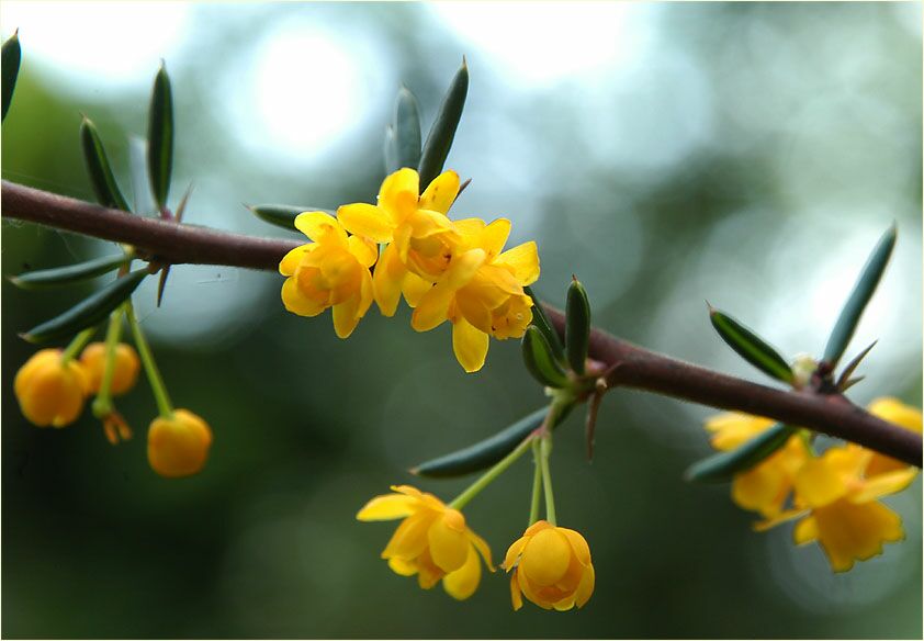 Berberitze (Berberis)