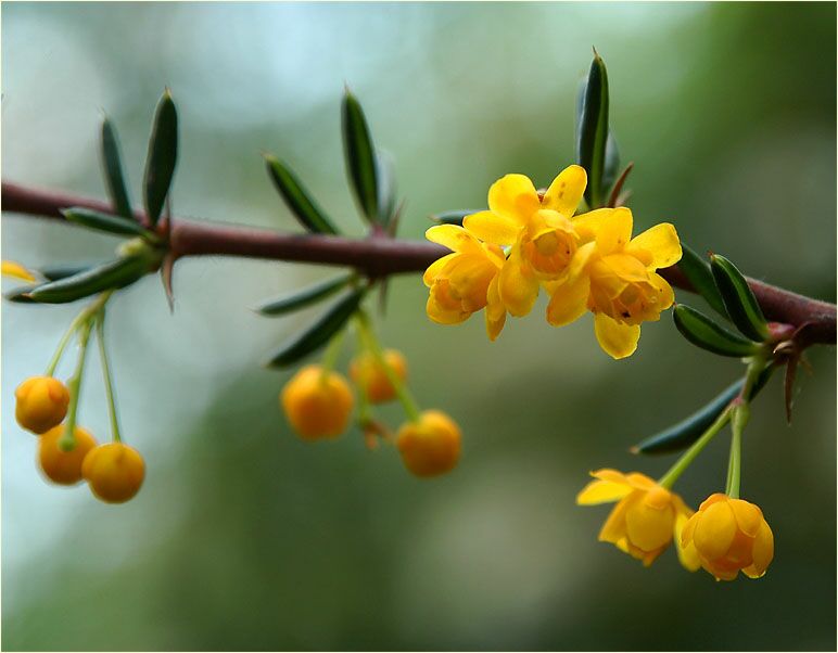 Berberitze (Berberis)