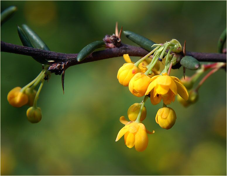 Berberitze (Berberis)