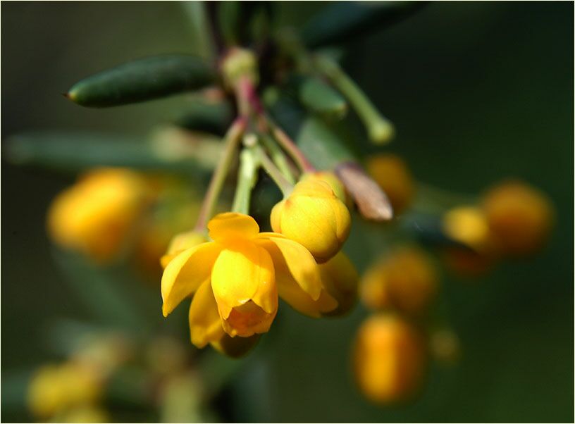 Berberitze (Berberis)