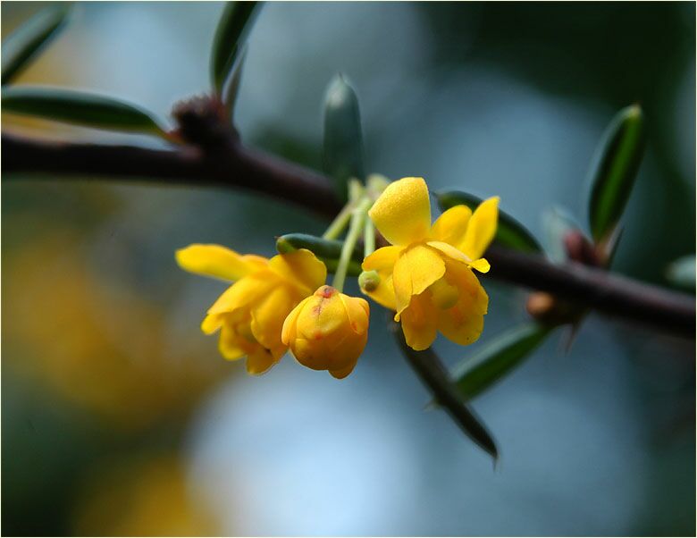 Berberitze (Berberis)