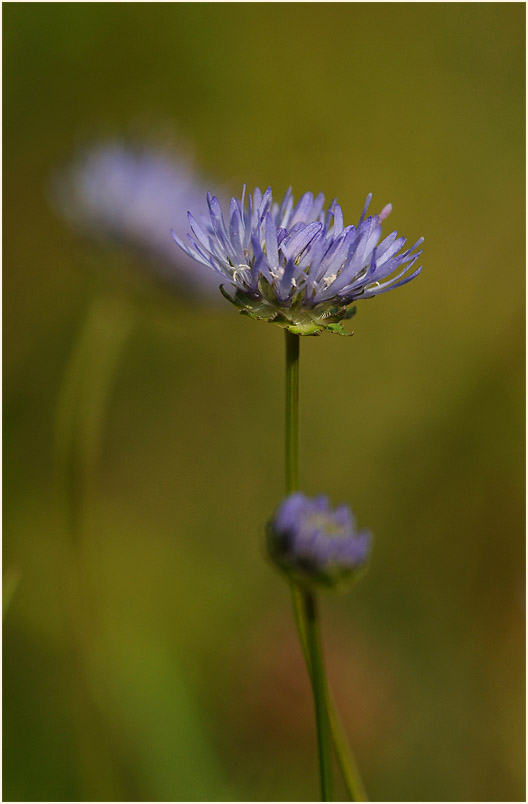 Berg-Sandglöckchen (Jasione montana)