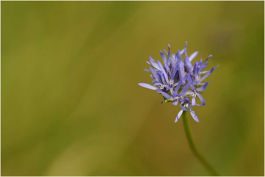 Berg-Sandglöckchen (Jasione montana)