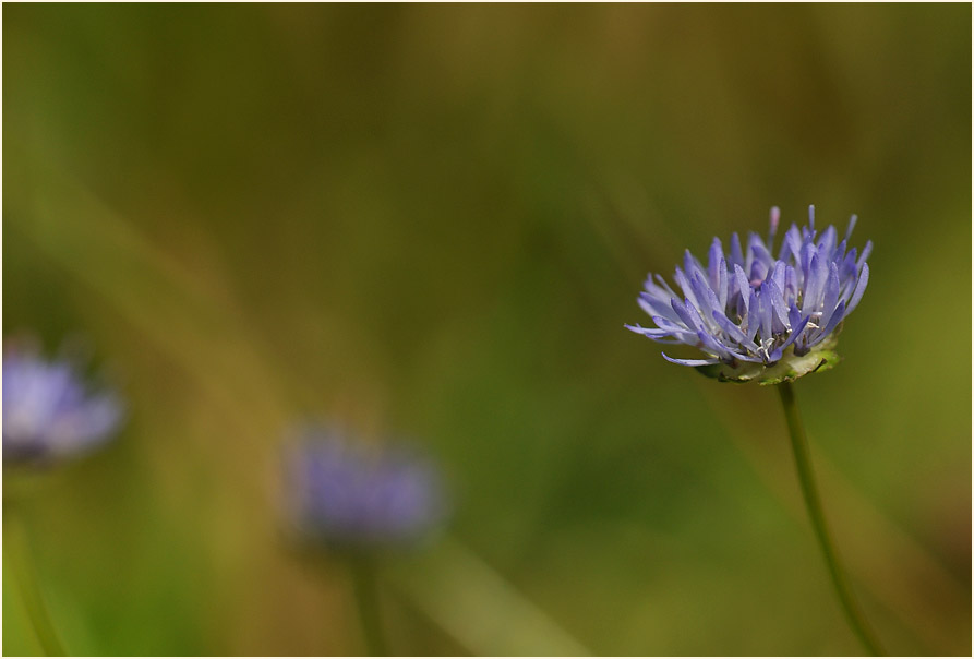 Berg-Sandglöckchen (Jasione montana)