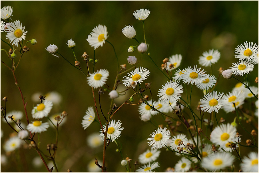 Berufkraut (Erigeron annuus)