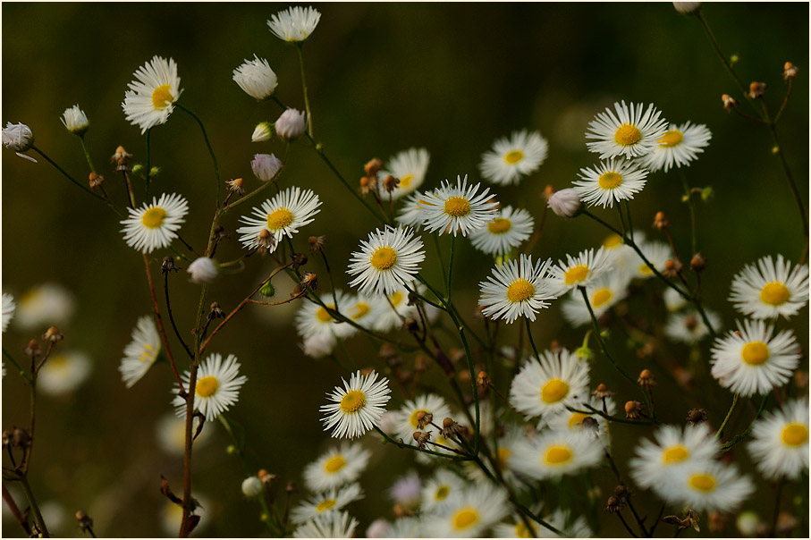 Berufkraut (Erigeron annuus)