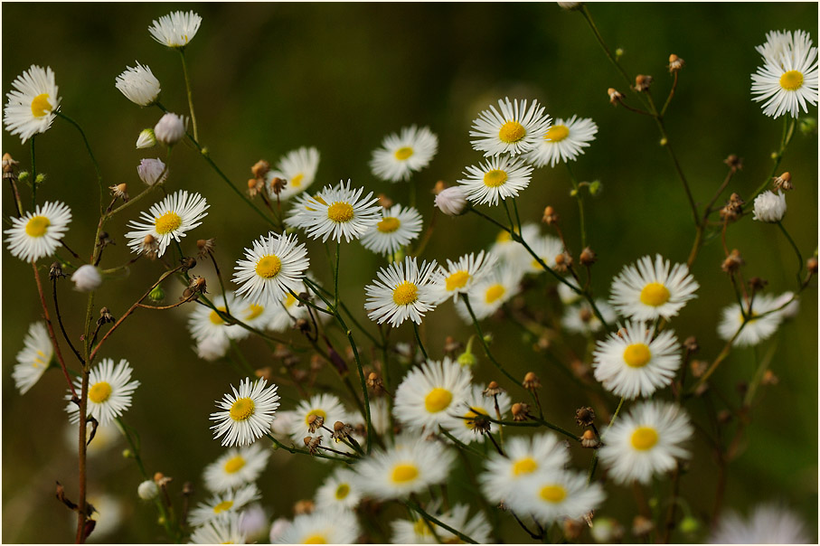 Berufkraut (Erigeron annuus)