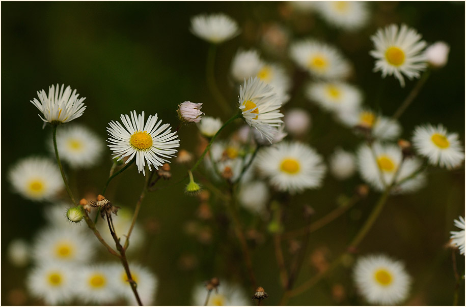 Berufkraut (Erigeron annuus)