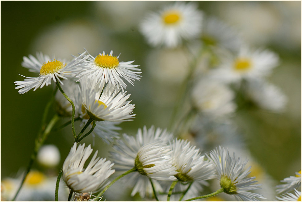 Berufkraut (Erigeron annuus)