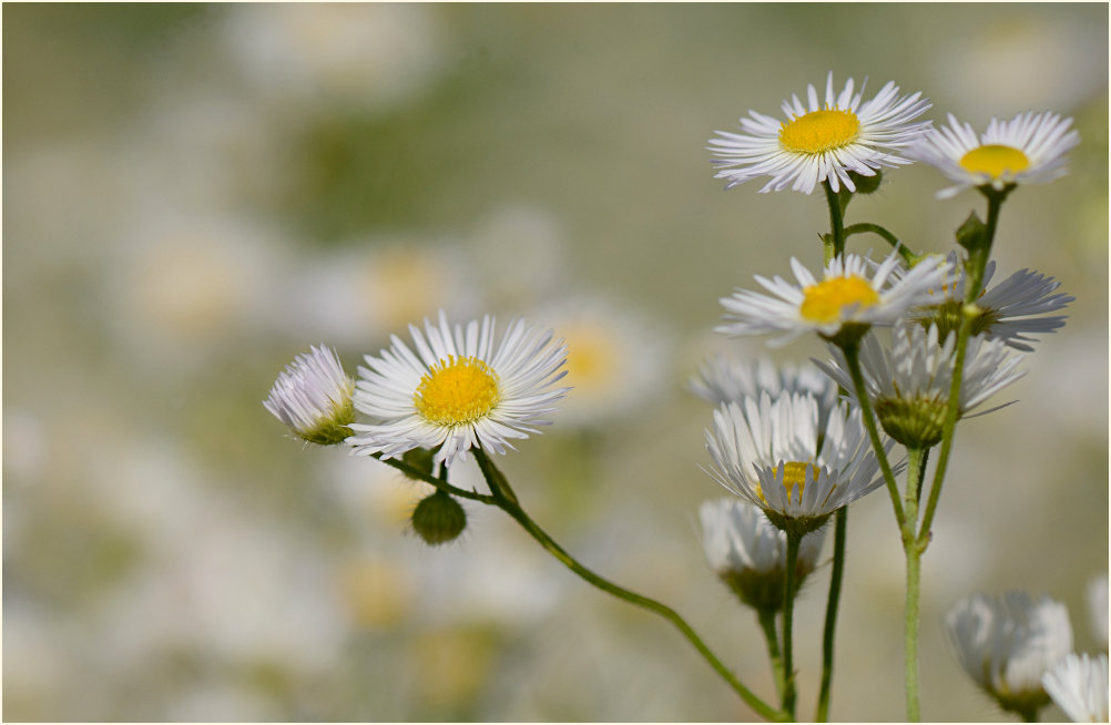 Berufkraut (Erigeron annuus)