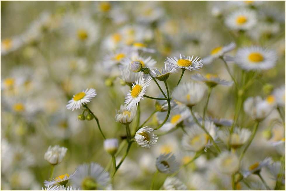 Berufkraut (Erigeron annuus)