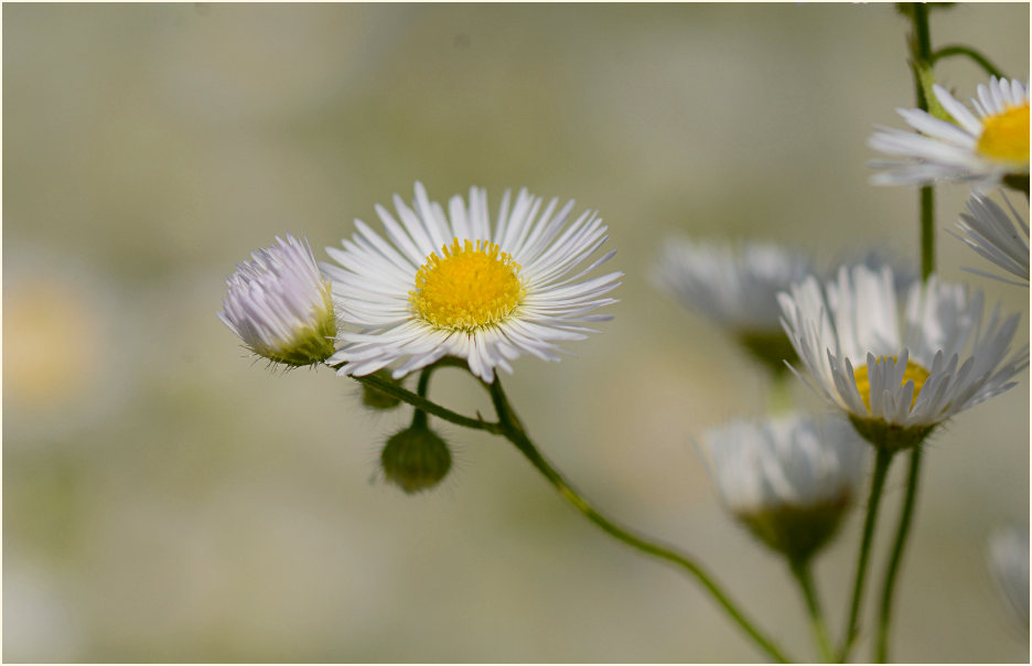 Berufkraut (Erigeron annuus)