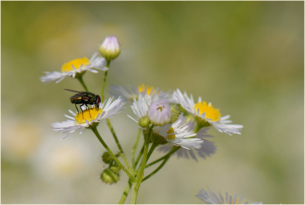 Berufkraut (Erigeron annuus)