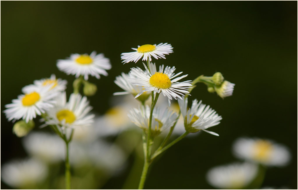 Berufkraut (Erigeron annuus)