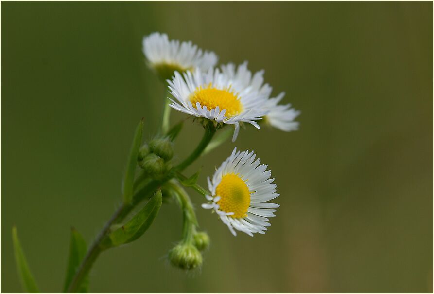 Berufkraut (Erigeron annuus)