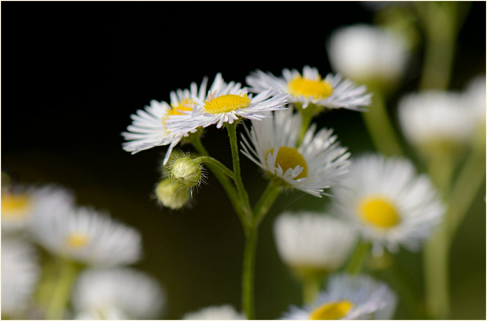 Berufkraut (Erigeron annuus)