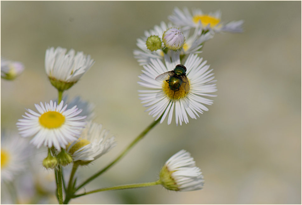 Berufkraut (Erigeron annuus)