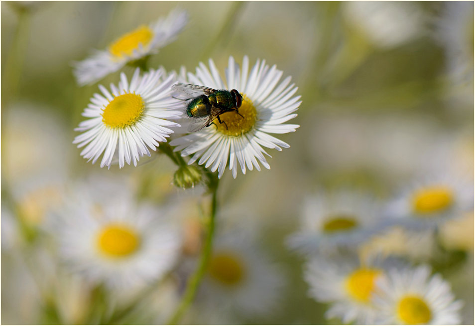 Berufkraut (Erigeron annuus)