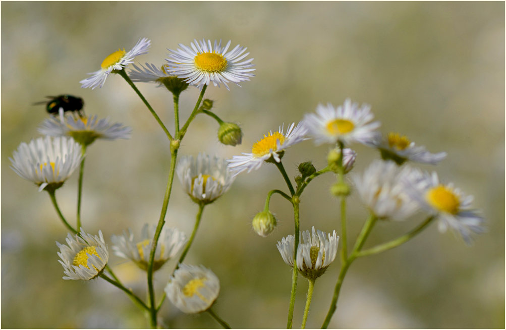 Berufkraut (Erigeron annuus)