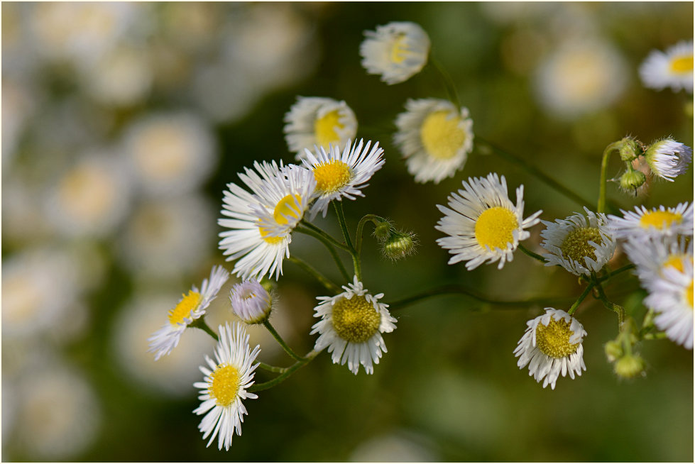 Berufkraut (Erigeron annuus)