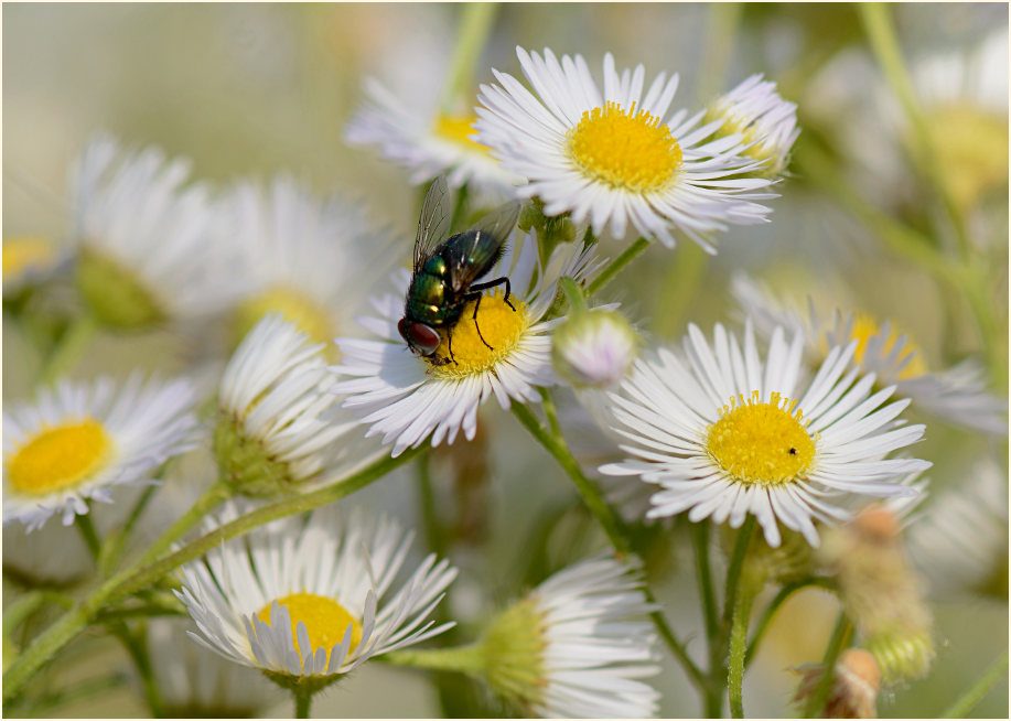 Berufkraut (Erigeron annuus)