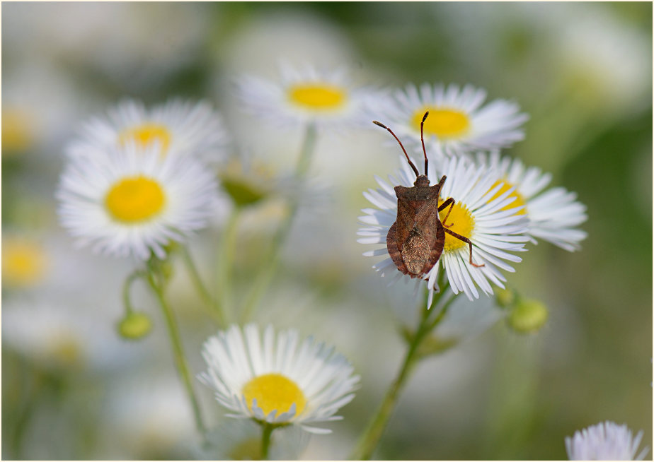 Berufkraut (Erigeron annuus)