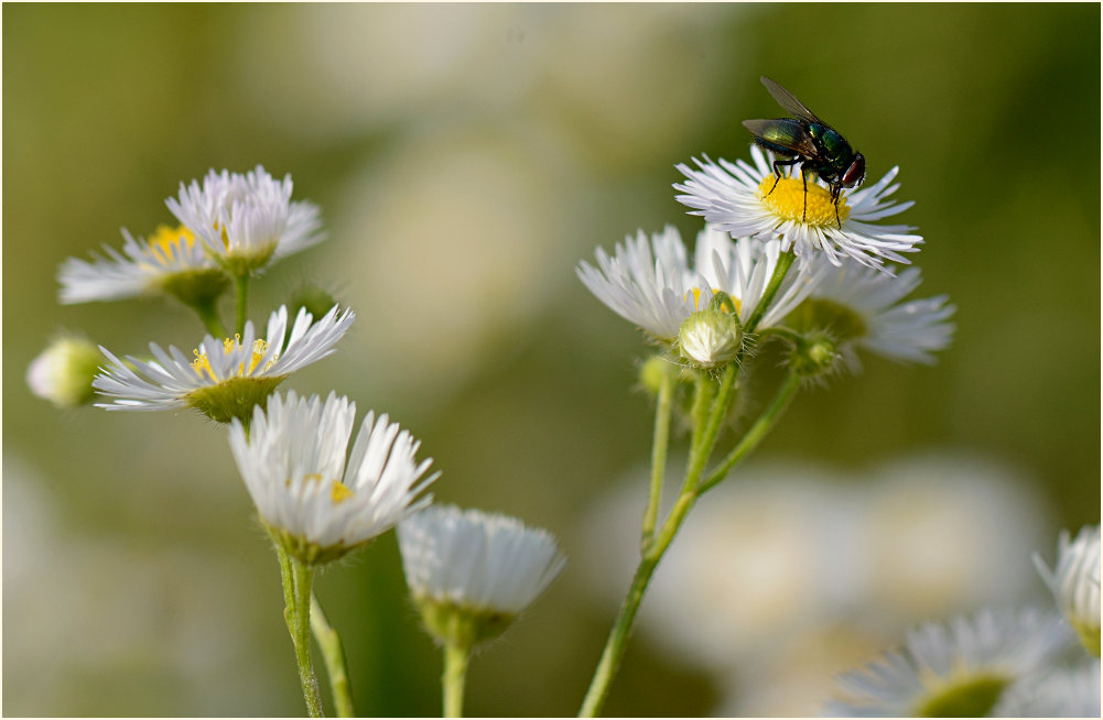 Berufkraut (Erigeron annuus)