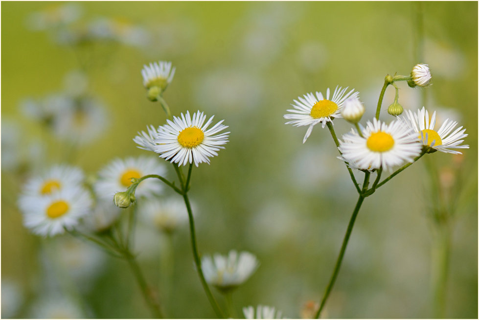 Berufkraut (Erigeron annuus)