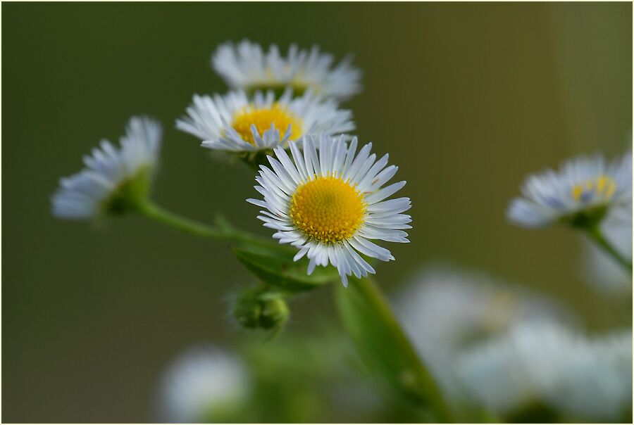 Berufkraut (Erigeron annuus)