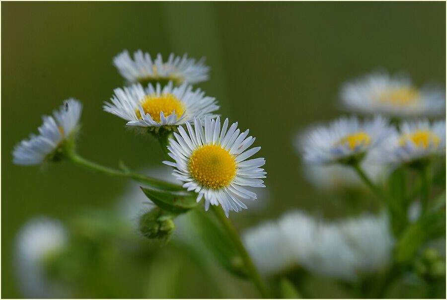 Berufkraut (Erigeron annuus)