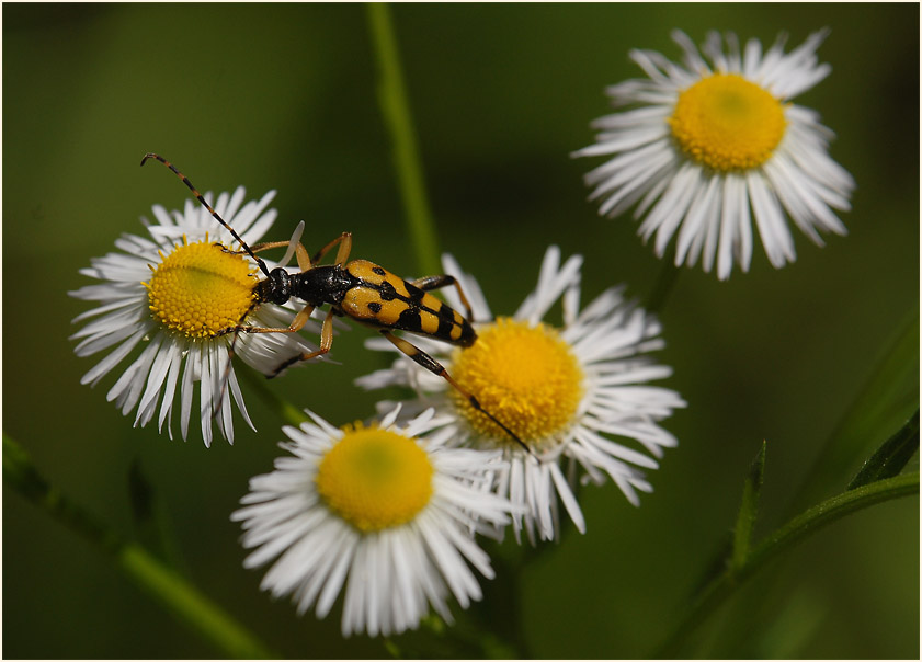 Berufkraut (Erigeron annuus)