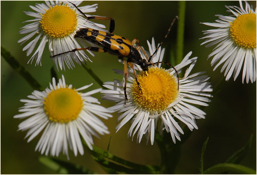 Berufkraut (Erigeron annuus)