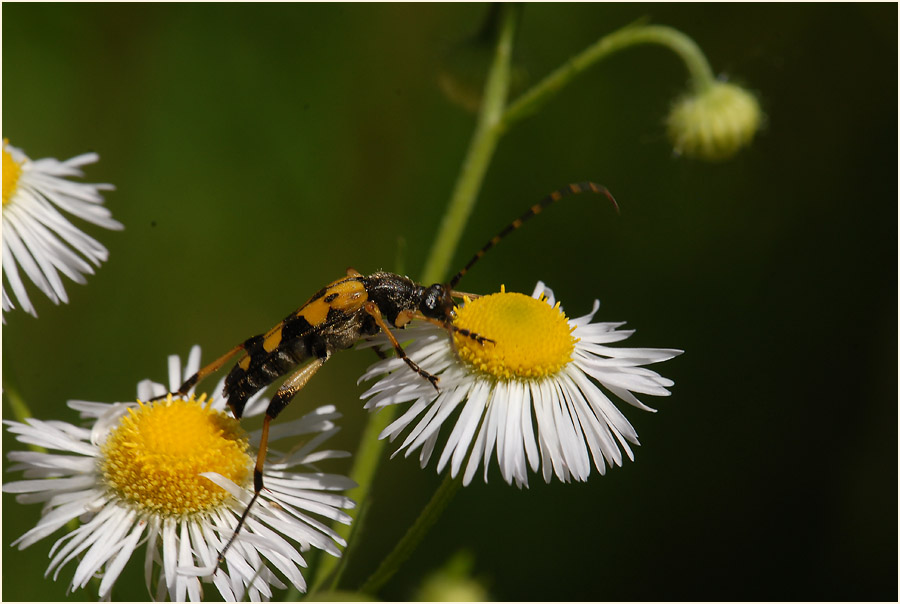 Berufkraut (Erigeron annuus)