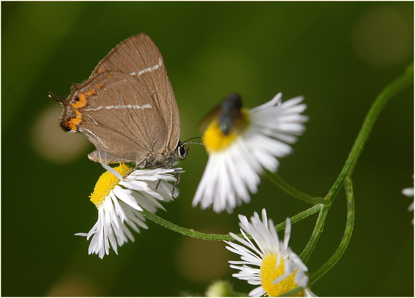 Berufkraut (Erigeron annuus)