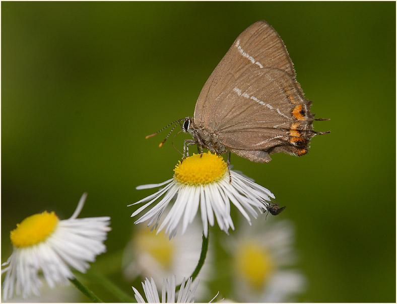 Berufkraut (Erigeron annuus)