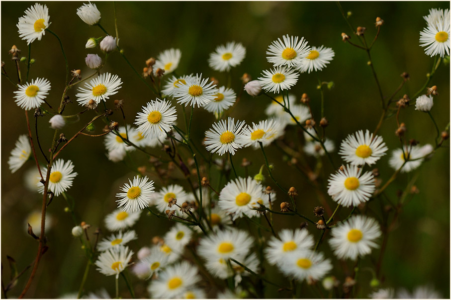 Berufkraut (Erigeron annuus)