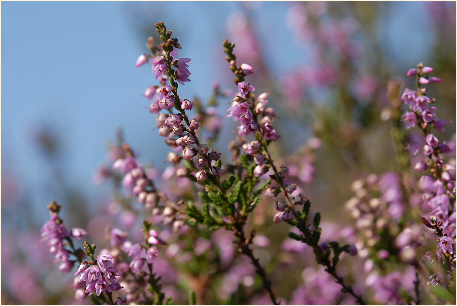 Heide, Besenheide (Calluna vulgaris)