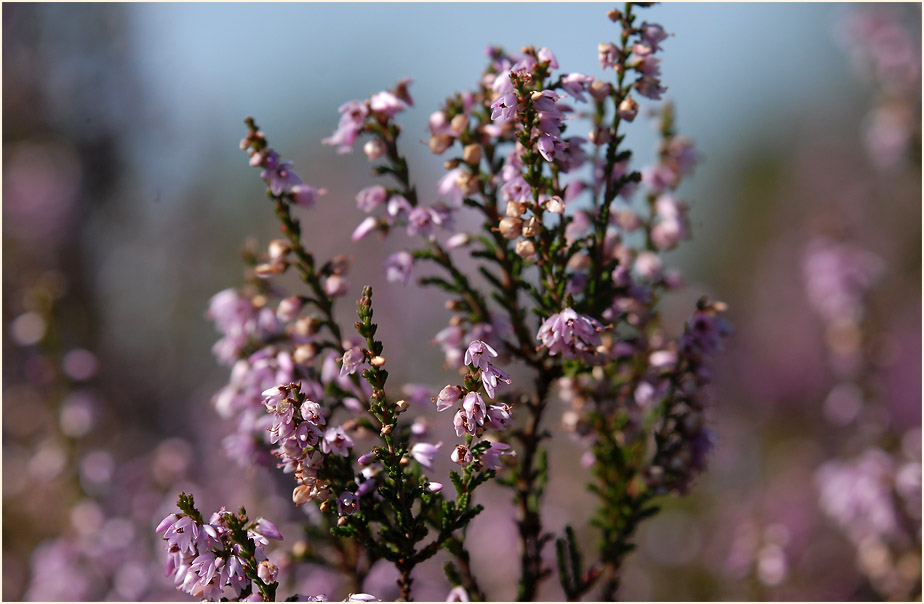 Heide, Besenheide (Calluna vulgaris)