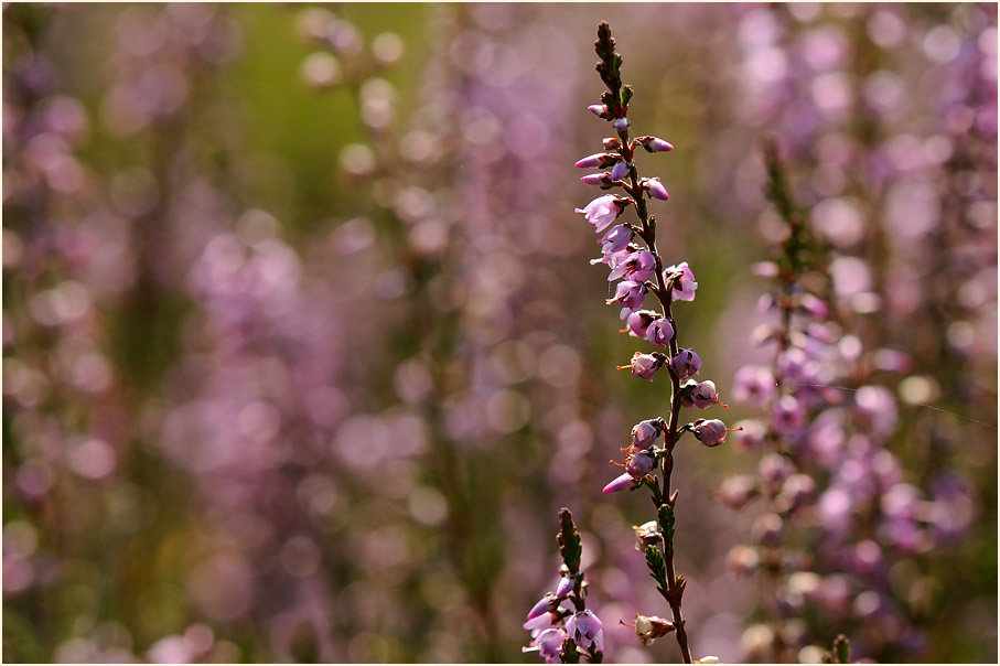 Heide, Besenheide (Calluna vulgaris)