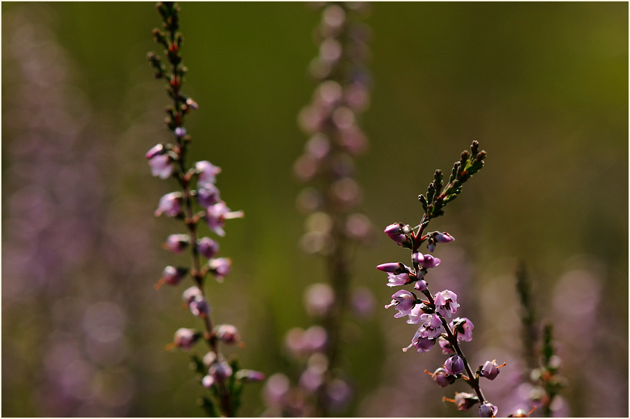 Heide, Besenheide (Calluna vulgaris)