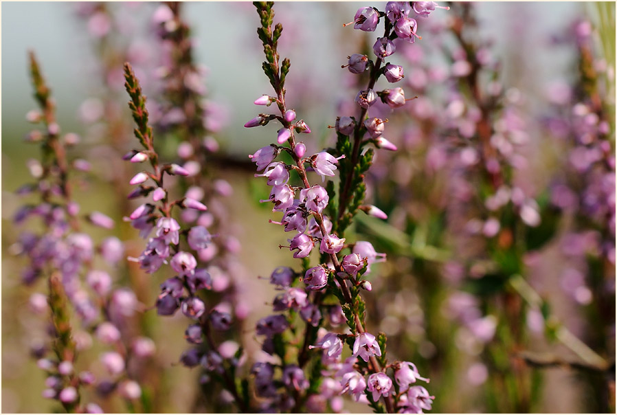 Heide, Besenheide (Calluna vulgaris)