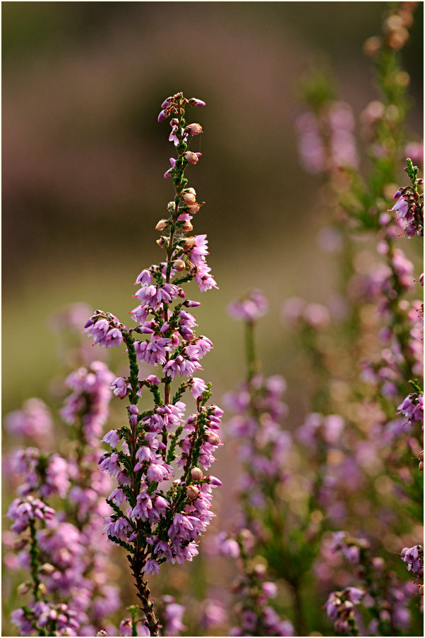 Heide, Besenheide (Calluna vulgaris)