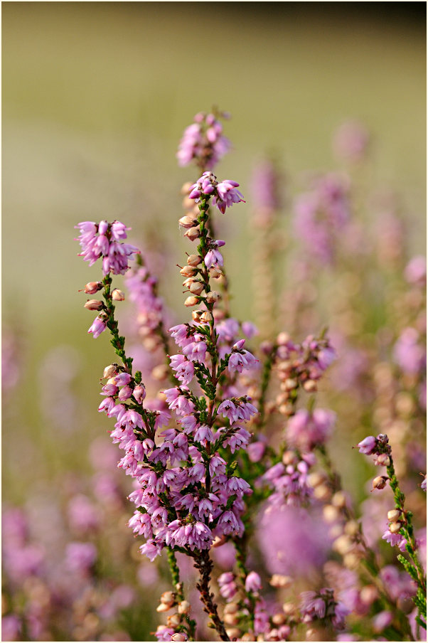 Heide, Besenheide (Calluna vulgaris)