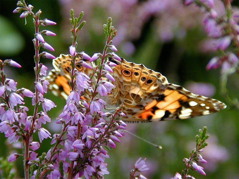 Heide, Besenheide (Calluna vulgaris) mit Besuch eines Distelfalters